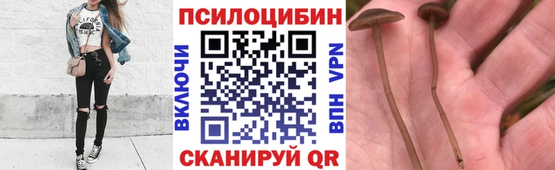 Псилоцибиновые грибы GOLDEN TEACHER  сколько стоит  Сим 